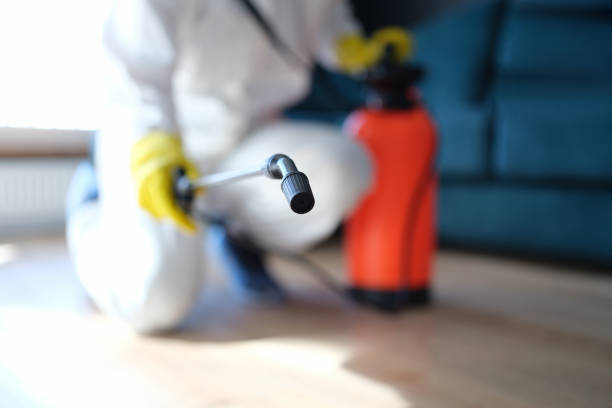 Best Black Mold Removal  in Superior, AZ