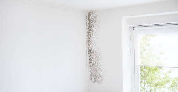 Best Water Damage & Mold Remediation  in Superior, AZ