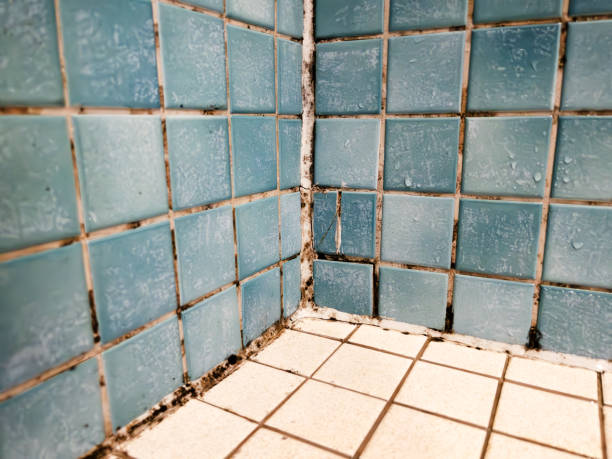 Reliable Superior, AZ Mold Removal Solutions