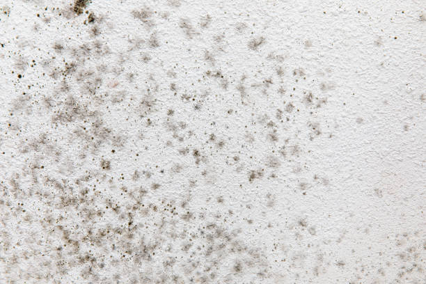 Best Mold Remediation for Healthcare Facilities  in Superior, AZ