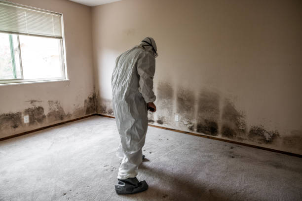 Best Commercial Mold Inspection  in Superior, AZ