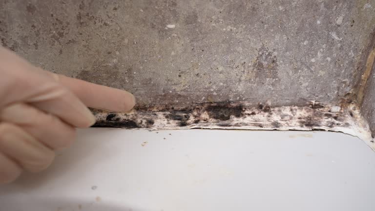 Forensic Mold Investigation in Superior, AZ