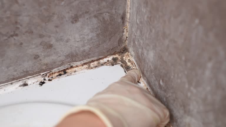 Best Mold-Related Health Consultation  in Superior, AZ